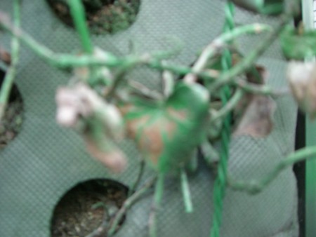 f:id:peroon:20090210075805j:image f:id:peroon:20090210075805j:image