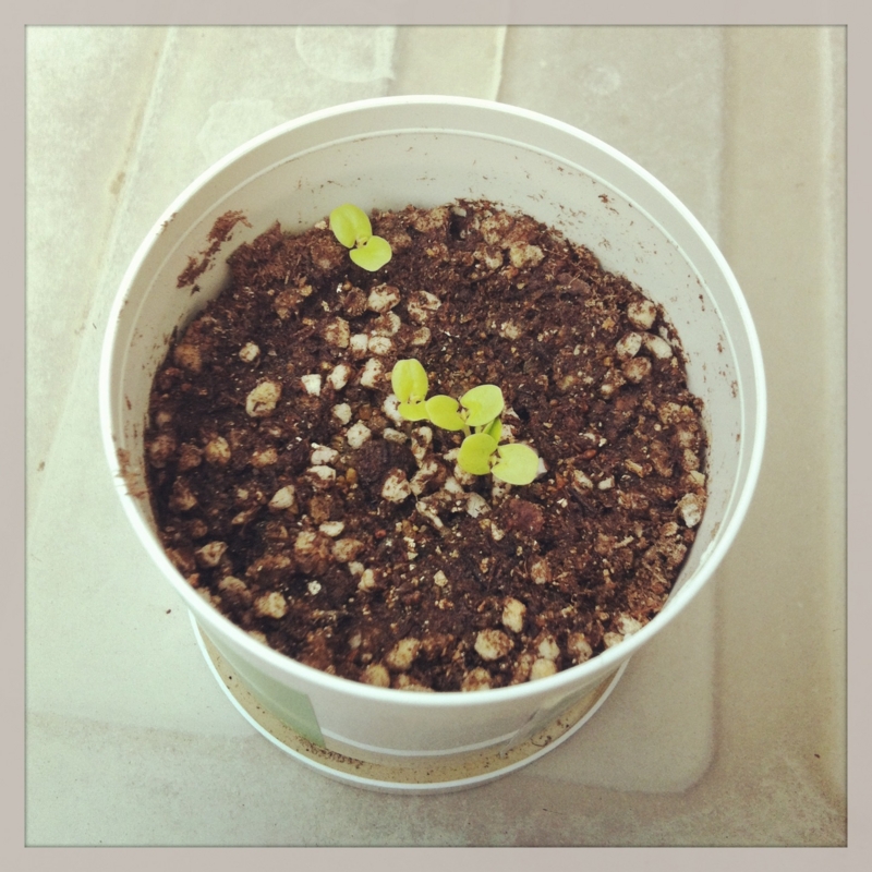 f:id:peroperosaretai:20130415215228j:plain f:id:peroperosaretai:20130415215228j:plain