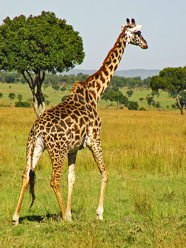 f:id:peroshirako:20151214235500j:plain