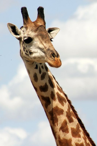 f:id:peroshirako:20151214235918j:plain