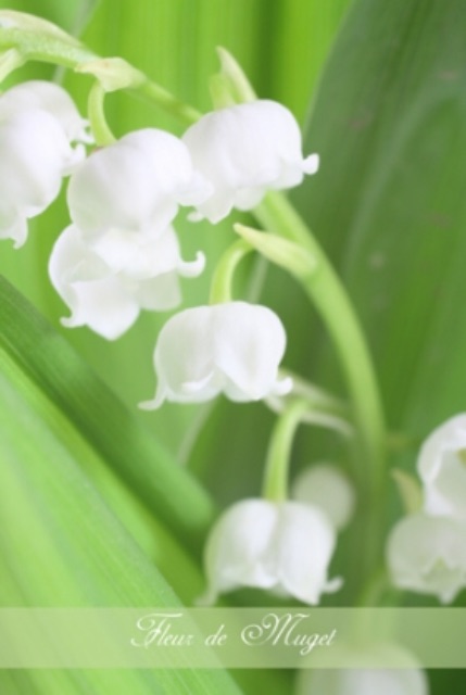 f:id:perruche3:20150526194545j:image f:id:perruche3:20150526194545j:image