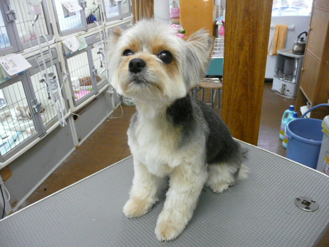 f:id:pertner-partner:20110415131019j:image:w400 f:id:pertner-partner:20110415131019j:image:w400