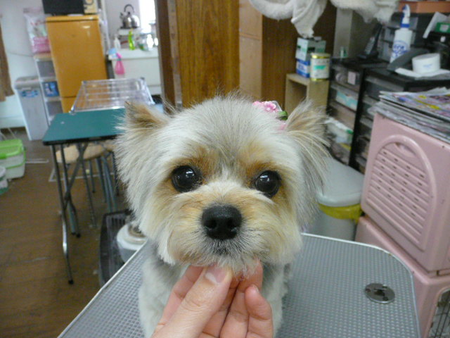 f:id:pertner-partner:20110415131034j:image:w400 f:id:pertner-partner:20110415131034j:image:w400