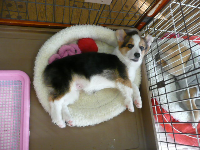 f:id:pertner-partner:20110420163255j:image:w460 f:id:pertner-partner:20110420163255j:image:w460