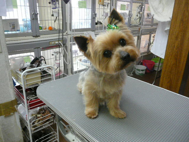 f:id:pertner-partner:20110420163340j:image:w400 f:id:pertner-partner:20110420163340j:image:w400