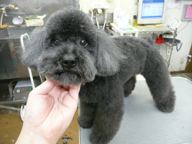 f:id:pertner-partner:20110420173248j:image:w460 f:id:pertner-partner:20110420173248j:image:w460
