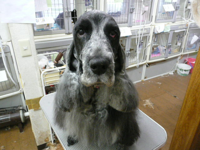 f:id:pertner-partner:20110421172259j:image:w400 f:id:pertner-partner:20110421172259j:image:w400