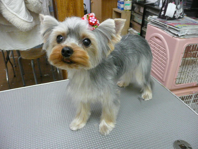 f:id:pertner-partner:20110423163414j:image:w400 f:id:pertner-partner:20110423163414j:image:w400