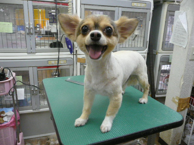 f:id:pertner-partner:20110703175926j:image:w460 f:id:pertner-partner:20110703175926j:image:w460