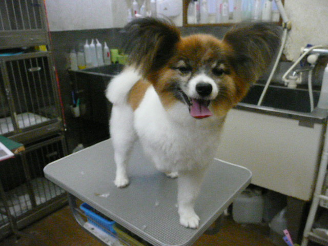 f:id:pertner-partner:20110703184342j:image:w460 f:id:pertner-partner:20110703184342j:image:w460