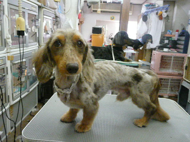 f:id:pertner-partner:20110710174058j:image:w460 f:id:pertner-partner:20110710174058j:image:w460
