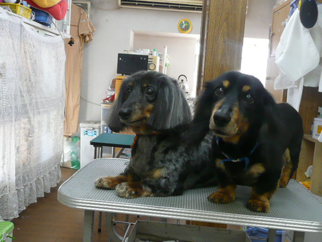 f:id:pertner-partner:20110710174433j:image:w460 f:id:pertner-partner:20110710174433j:image:w460