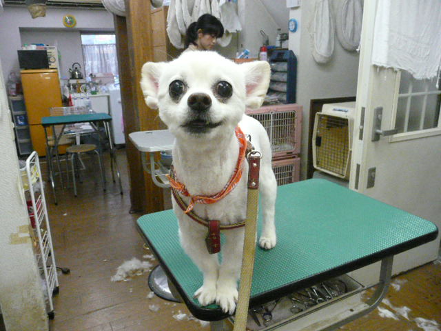 f:id:pertner-partner:20110720171128j:image:w400 f:id:pertner-partner:20110720171128j:image:w400