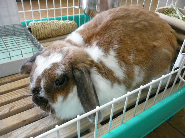f:id:pertner-partner:20110724163948j:image:w400 f:id:pertner-partner:20110724163948j:image:w400