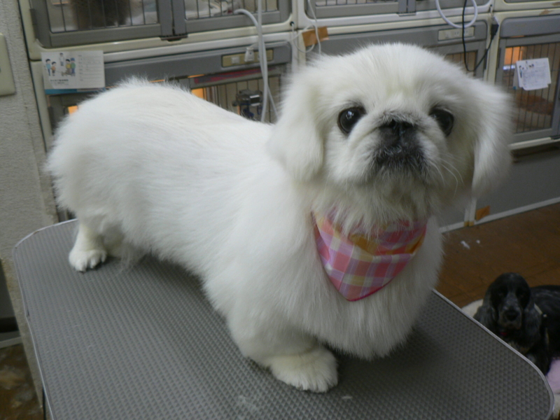 f:id:pertner-partner:20111204152234j:image:w500 f:id:pertner-partner:20111204152234j:image:w500