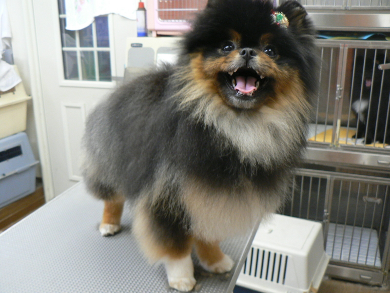 f:id:pertner-partner:20111205162455j:image:w400 f:id:pertner-partner:20111205162455j:image:w400