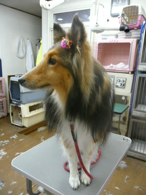 f:id:pertner-partner:20111223175623j:image f:id:pertner-partner:20111223175623j:image