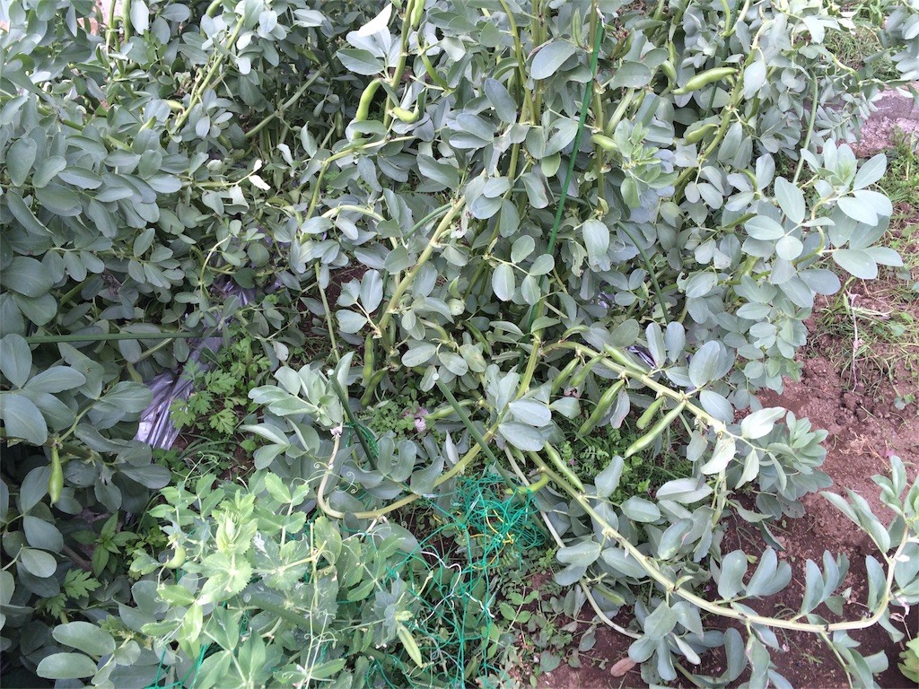 f:id:petitsaien:20160505210253j:image f:id:petitsaien:20160505210253j:image