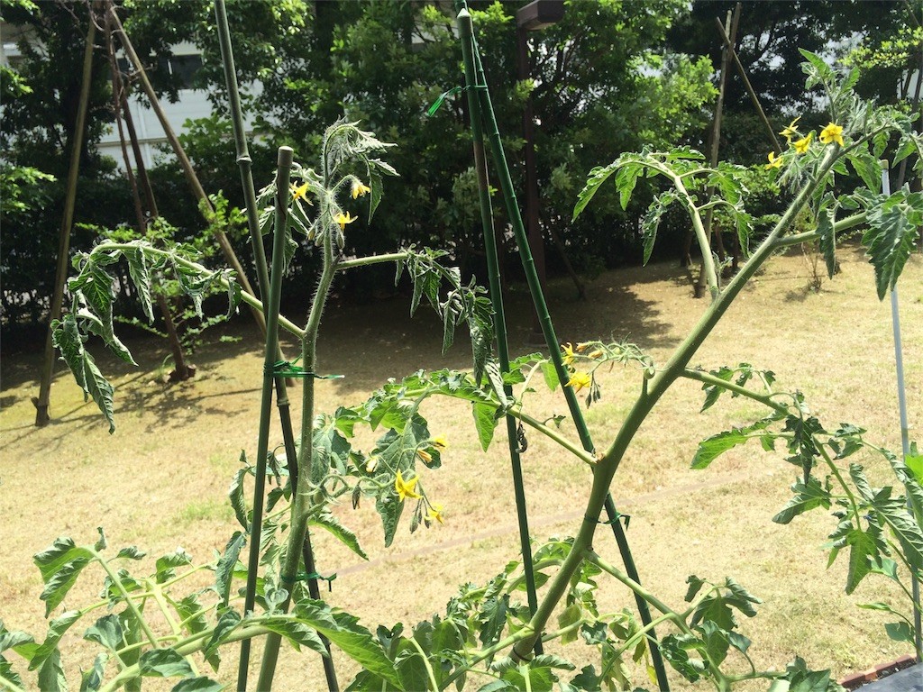 f:id:petitsaien:20160605101337j:image f:id:petitsaien:20160605101337j:image