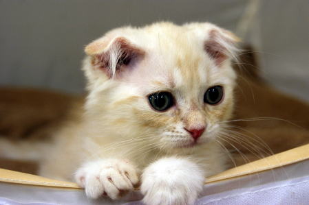 f:id:petsuzuhana:20151130174425j:plain