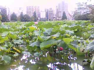 f:id:pha:20070722175153j:image