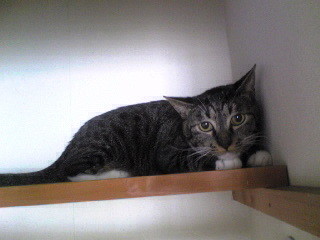 f:id:pha:20080928051520j:image f:id:pha:20080928051520j:image