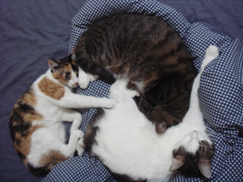 f:id:pha:20081116121913j:image f:id:pha:20081116121913j:image