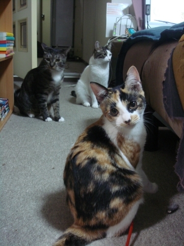 f:id:pha:20081127034910j:image f:id:pha:20081127034910j:image