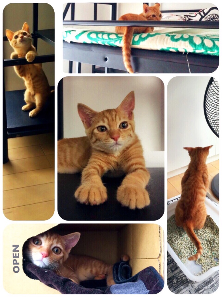 f:id:philo1985:20150629094932j:plain 子猫