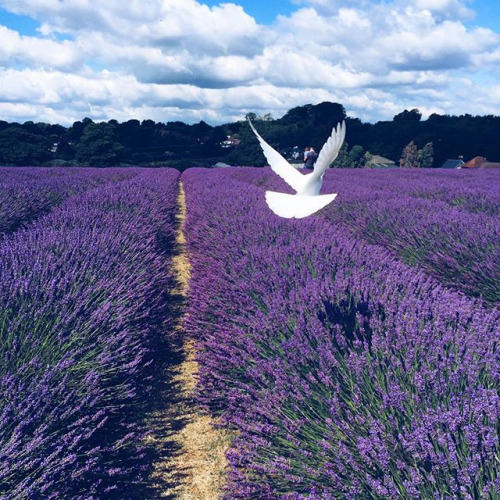f:id:philo1985:20150809012251j:plain 9条