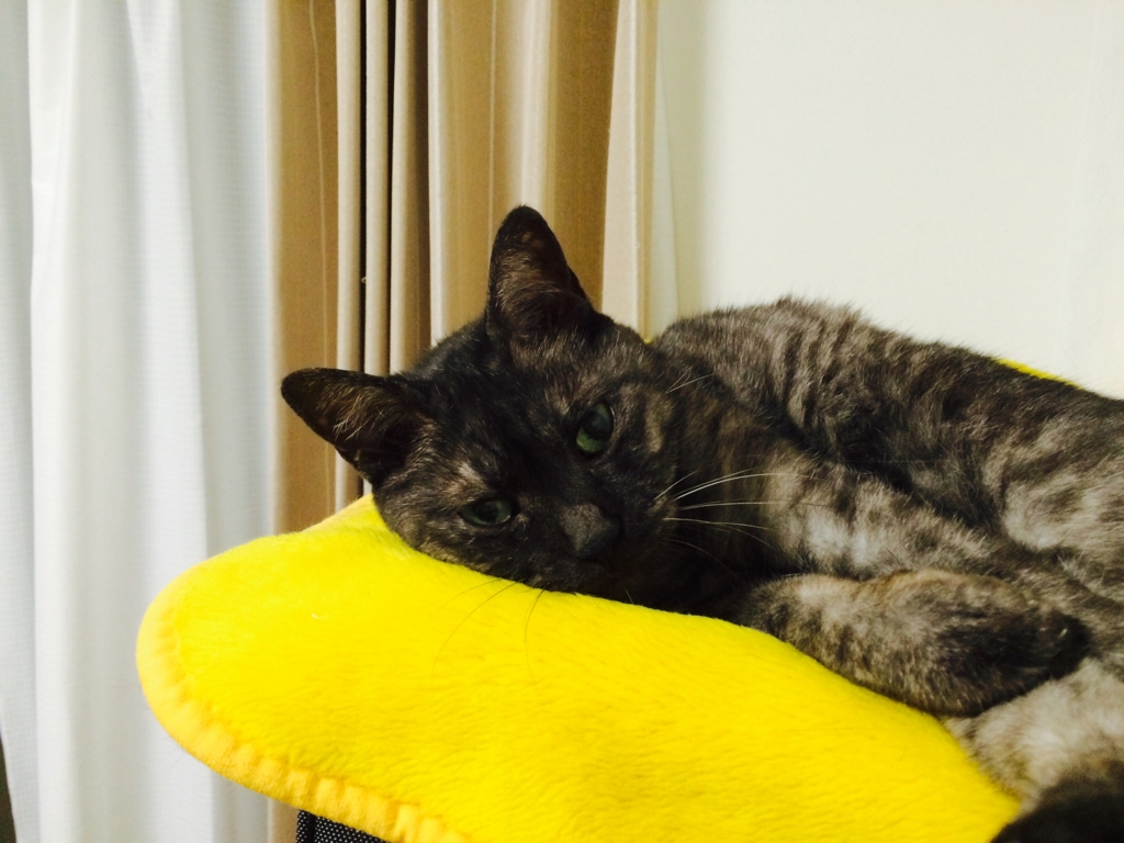 f:id:philo1985:20151007012945j:plain グッド・ウィル・ハンティング 猫
