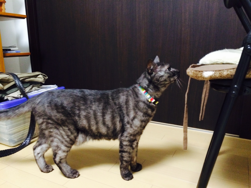 f:id:philo1985:20151007013112j:plain ももたろうくん 猫