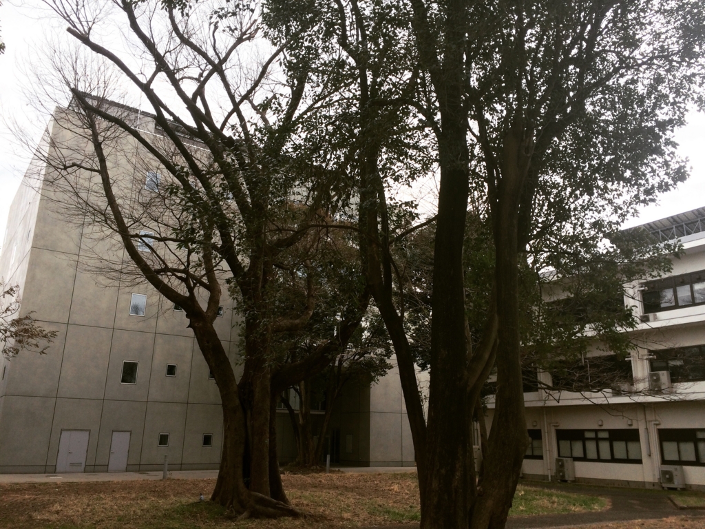 f:id:philo1985:20160225100640j:plain コリント人 トランス ガザーリー