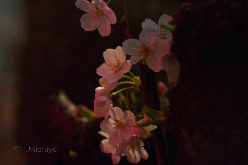 f:id:photo-fmichiyo:20160408145744j:plain