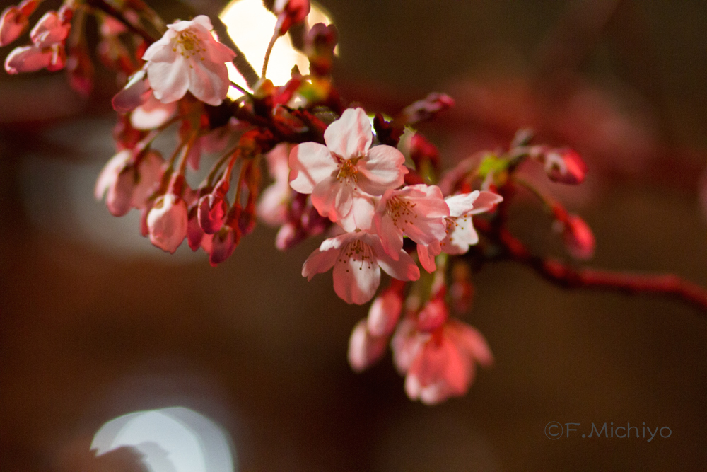 f:id:photo-fmichiyo:20160408145925j:plain