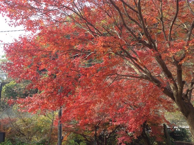 f:id:pinehead:20131127230407j:plain f:id:pinehead:20131127230407j:plain