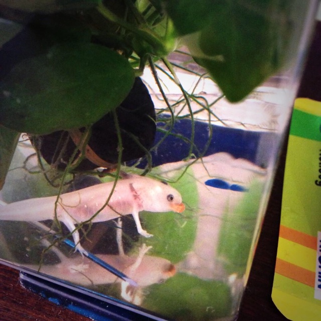 f:id:pini-kinoko:20150524140230j:image f:id:pini-kinoko:20150524140230j:image
