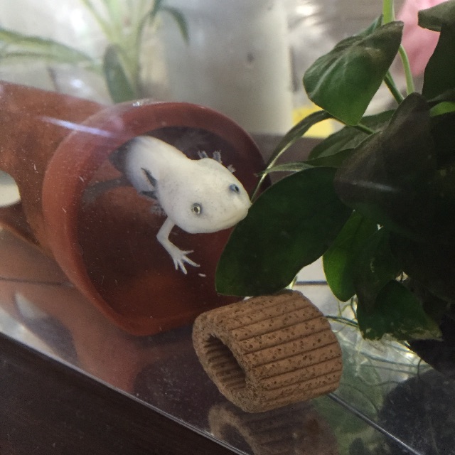 f:id:pini-kinoko:20150531005234j:image f:id:pini-kinoko:20150531005234j:image