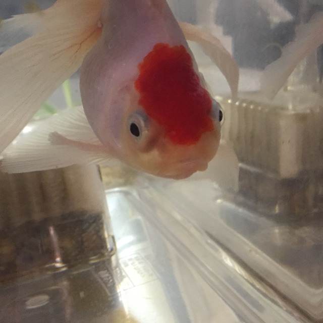 f:id:pini-kinoko:20150604234313j:image f:id:pini-kinoko:20150604234313j:image