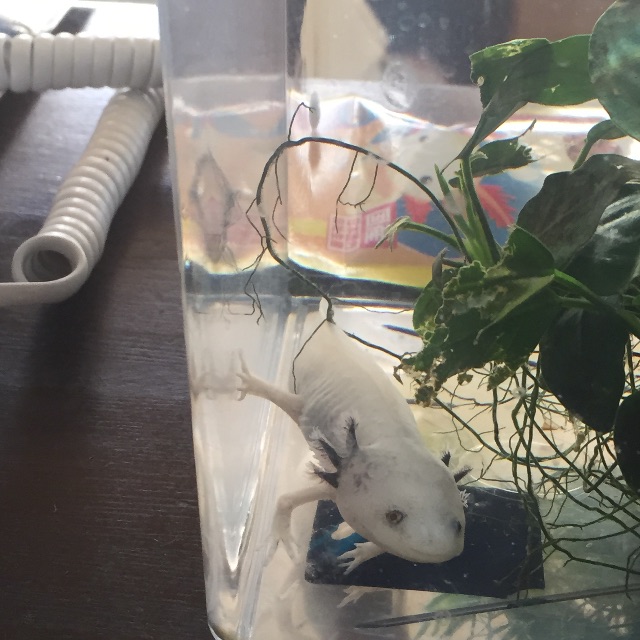 f:id:pini-kinoko:20150607221440j:image f:id:pini-kinoko:20150607221440j:image