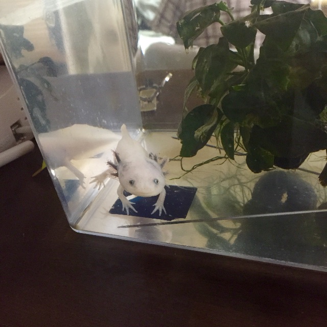f:id:pini-kinoko:20150611225019j:image f:id:pini-kinoko:20150611225019j:image