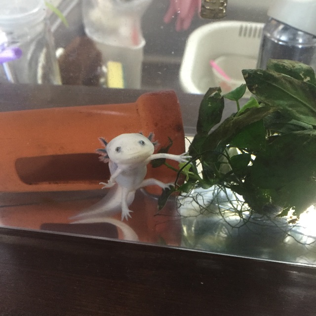 f:id:pini-kinoko:20150614200152j:image f:id:pini-kinoko:20150614200152j:image
