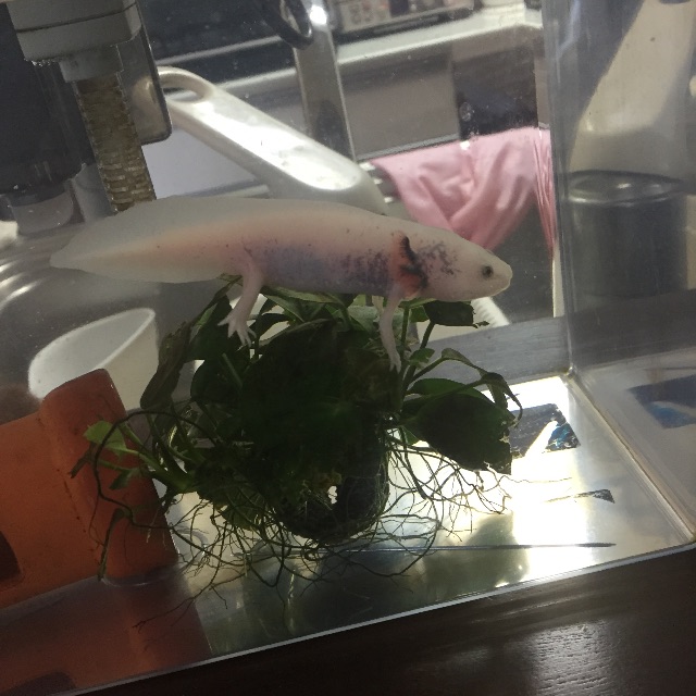 f:id:pini-kinoko:20150616151254j:image f:id:pini-kinoko:20150616151254j:image