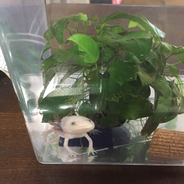 f:id:pini-kinoko:20150628141948j:image f:id:pini-kinoko:20150628141948j:image