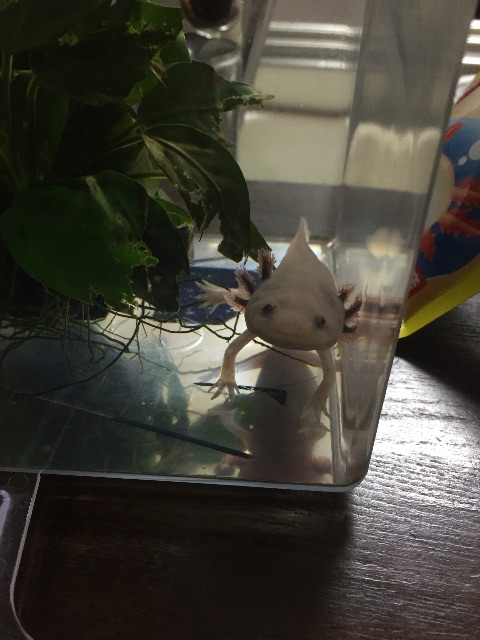 f:id:pini-kinoko:20150708220756j:image f:id:pini-kinoko:20150708220756j:image