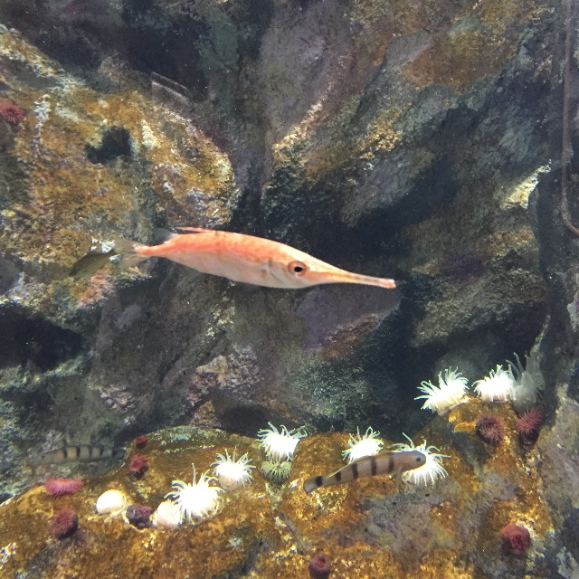 f:id:pini-kinoko:20150715160945j:image f:id:pini-kinoko:20150715160945j:image
