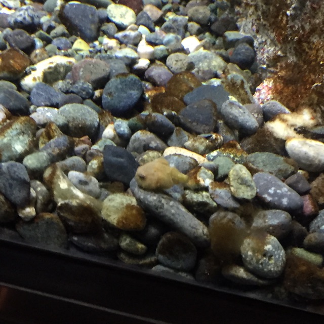 f:id:pini-kinoko:20150715161246j:image f:id:pini-kinoko:20150715161246j:image