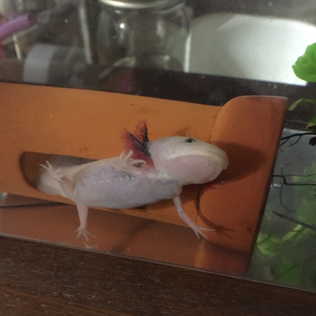 f:id:pini-kinoko:20150715161953j:image f:id:pini-kinoko:20150715161953j:image