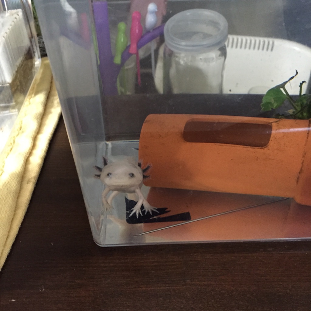 f:id:pini-kinoko:20150802002444j:image f:id:pini-kinoko:20150802002444j:image