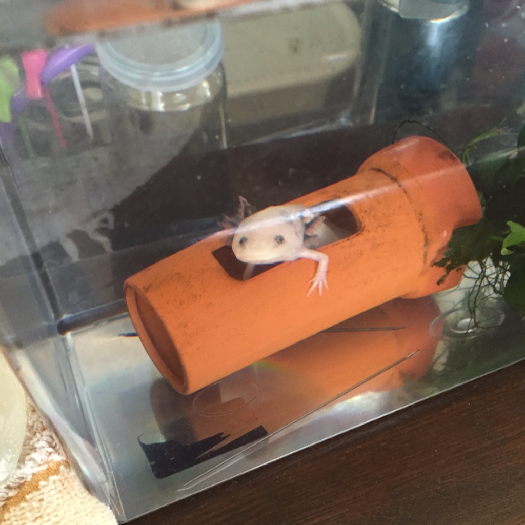 f:id:pini-kinoko:20150802002518j:image f:id:pini-kinoko:20150802002518j:image